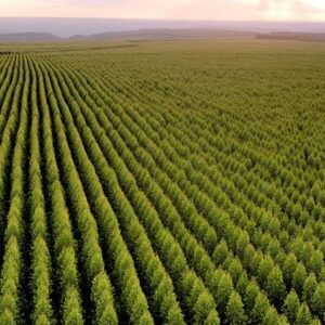 Imagem do WhatsApp de 2025-07-16 à(s) 15.38.37_f1b8912c