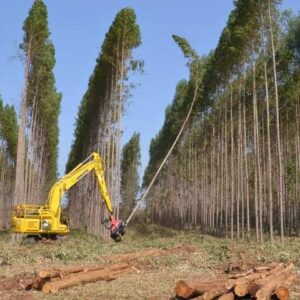 Imagem do WhatsApp de 2025-07-16 à(s) 15.38.38_11caa823