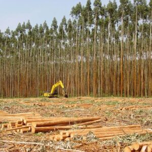 Imagem do WhatsApp de 2025-07-16 à(s) 15.38.38_422fe91e